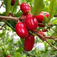 Milagrosa Annona spp. seeds for tropical fruit garden